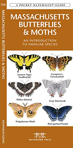 Massachusetts Butterflies & Moths: A Folding Pocket Guide to Familiar Species cover