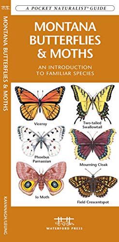 Montana Butterflies & Moths: A Folding Pocket Guide to Familiar Species cover