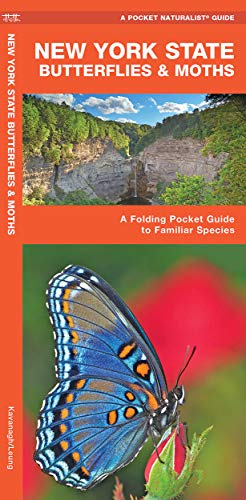 New York State Butterflies & Moths book cover
