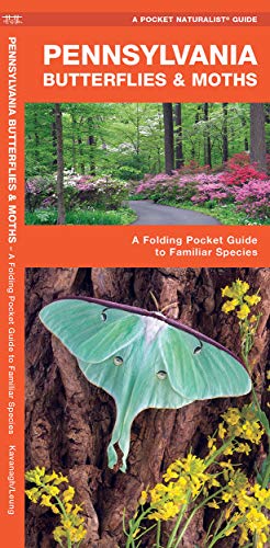 Pennsylvania Butterflies & Moths: A Folding Pocket Guide to Familiar Species cover