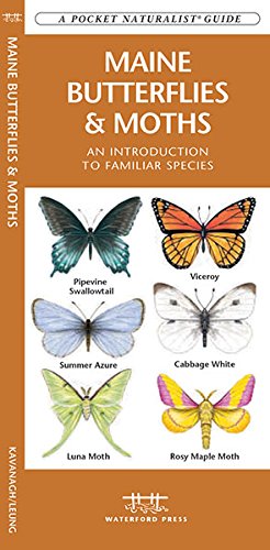 Maine Butterflies & Moths book cover