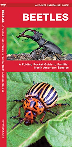 Beetles: A Folding Pocket Guide to Familiar North American Species cover
