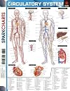 Circulatory System (SparkCharts)