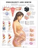 Pregnancy And Birth Chart