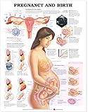 Pregnancy And Birth