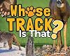 Whose Track Is That?