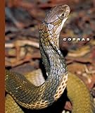 Cobras