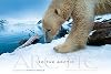 To the Arctic