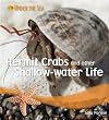 Hermit Crabs and Other Shallow-Water Life (Under the Sea)