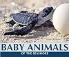 Baby Animals of the Seashore