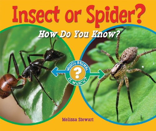 Cover of Insect or Spider?