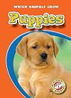 Puppies