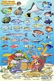 Virgin Islands Reef Creatures Guide Franko Maps Laminated Fish Card 4 X 6