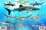 Palau Sharks Rays Guide Franko Maps Laminated Fish Card