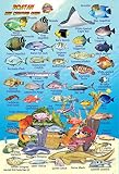 Roatan Bay Islands Honduras Reef Creatures Guide Franko Maps Laminated Fish Card 4 X 6