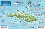 St Thomas Usvi Dive Map Fish Id Virgin Islands Franko Maps Waterproof Fish Card