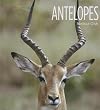 Antelopes (Living Wild)