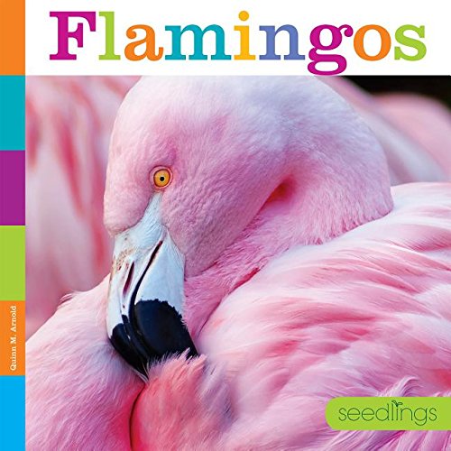 Cover of Flamingos