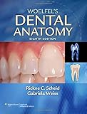 Woelfels Dental Anatomy