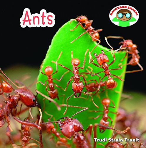 Ants (By: Trudi Trueit) cover