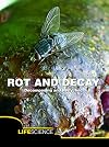 Rot and Decay: Decomposing and Recycling (Let's Explore Science: Life Science)