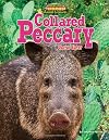 Collared Peccary: Cactus Eater