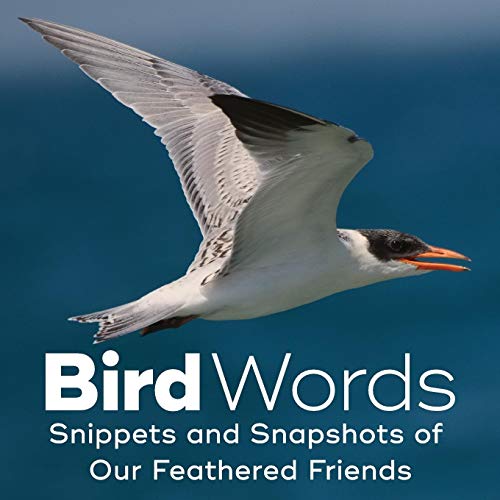 Bird Words book cover
