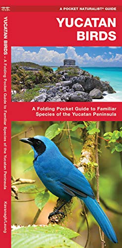 Yucatan Birds: A Folding Pocket Guide to Familiar Species of the Yucatan Peninsula cover