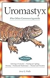 Uromastyx Plus Other Common Agamids