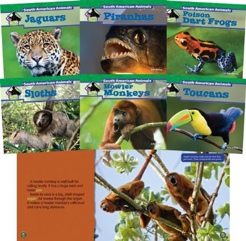 Cover of South American Animals