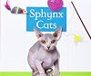 Sphynx Cats (Domestic Cats)