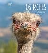 Ostriches (Living Wild (Hardcover))