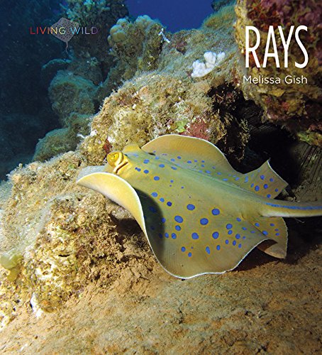 Cover of Rays