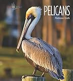 Living Wild Pelicans