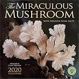 The Miraculous Mushroom 2020 Wall Calendar With Fabulous Fungi Facts