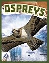Ospreys (Birds of Prey)