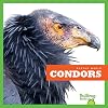 Condors (Bullfrog Books: Raptor World)