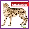 Cheetahs (Bullfrog Books: Big Cats)