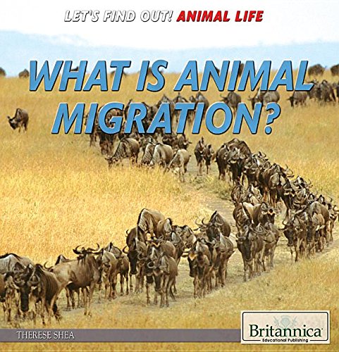 Cover of What is animal migration?