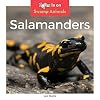 Salamanders (Swamp Animals)