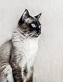 Notebook Cat Ragdoll Fluffy Kitten Cats Kittens Ragdolls Breed