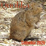 Quokka Calendar 2020