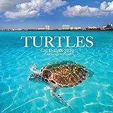 Turtles Calendar 2020 16 Month Calendar
