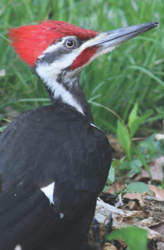 Cover of Wildlife Journal Woodpecker
