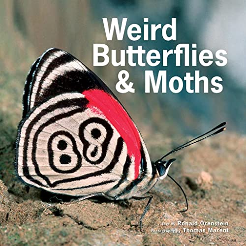 Cover of Weird Butterflies and Moths