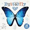 Life Cycle of a Butterfly (Life Cycles)