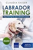 Labrador Training Dog Training For Your Labrador Puppy