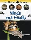 Slugs and Snails (Looking at Minibeasts)