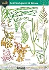 Guide to the Saltmarsh Plants of Britain