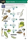 Bugs on bushes: an invertebrate name trail
